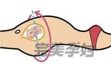 腹围的测量